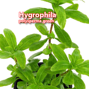 Hygrophila polysperma green